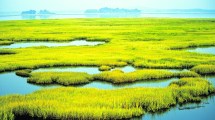 Imagen de Por qué son importantes los humedales
