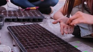 Llega Vandalismo Huertícola, un proyecto para sembrar alimentos en las plazas de Roca