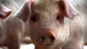 Comenzó a funcionar el matadero municipal de Neuquén en la meseta