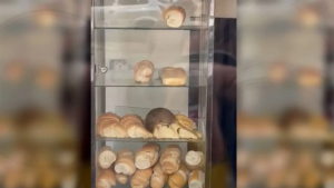 Filmaron a una rata comiendo una medialuna en una panadería de Buenos Aires: la palabra del dueño