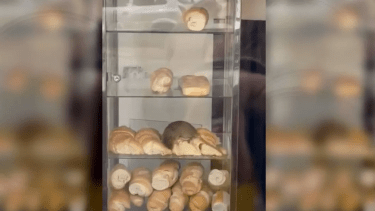 Filmaron a una rata mientras comía facturas de un local en Buenos Aires.  