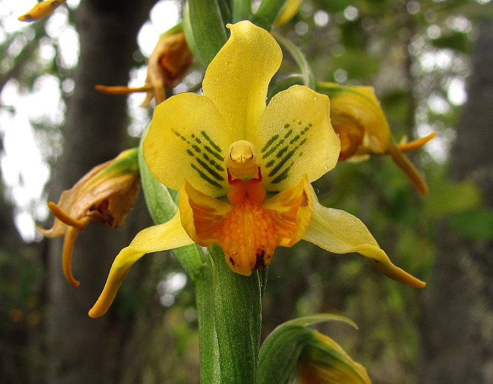 La flor tiene un estilo único, fácilmente identificable. La floración va de octubre a diciembre.