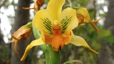 La flor tiene un estilo único, fácilmente identificable. La floración va de octubre a diciembre.