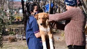 Realizarán una jornada de adopción responsable de animales en Neuquén