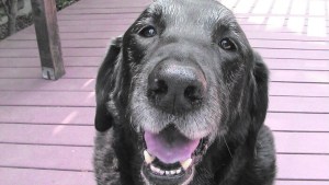 Artrosis: causas, tratamientos y prevención