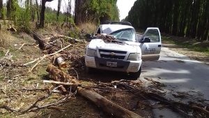 Un trabajador de ARSA fue hospitalizado luego de que se le cayera un árbol, en Roca