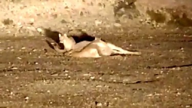 Un trabajador petrolero documentó su encuentro con dos pumas cachorros. Foto: Captura.