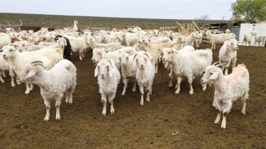 Bajo la campaña  "De la región sur a tu mesa" podes reservar tu chivo o cordero. Enterate donde conseguirlo.  (gentileza)