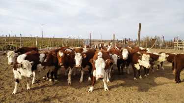 Los aerogeneradores atrás de los corrales de animales de la familia Cárdenas (gentileza)