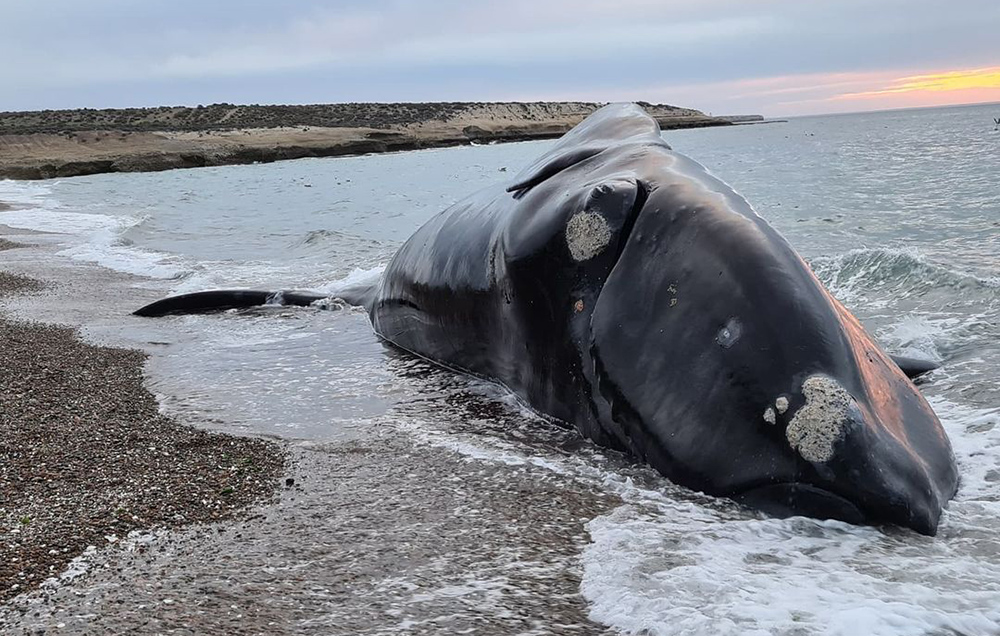 Las ballenas muertas fueron registradas en Península Valdés, y no se descarta que haya más ejemplares en estas condiciones.-