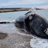Imagen de Cuál podría ser la causa de muerte de las ballenas que aparecieron en Península Valdés