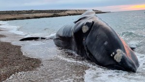 Cuál podría ser la causa de muerte de las ballenas que aparecieron en Península Valdés