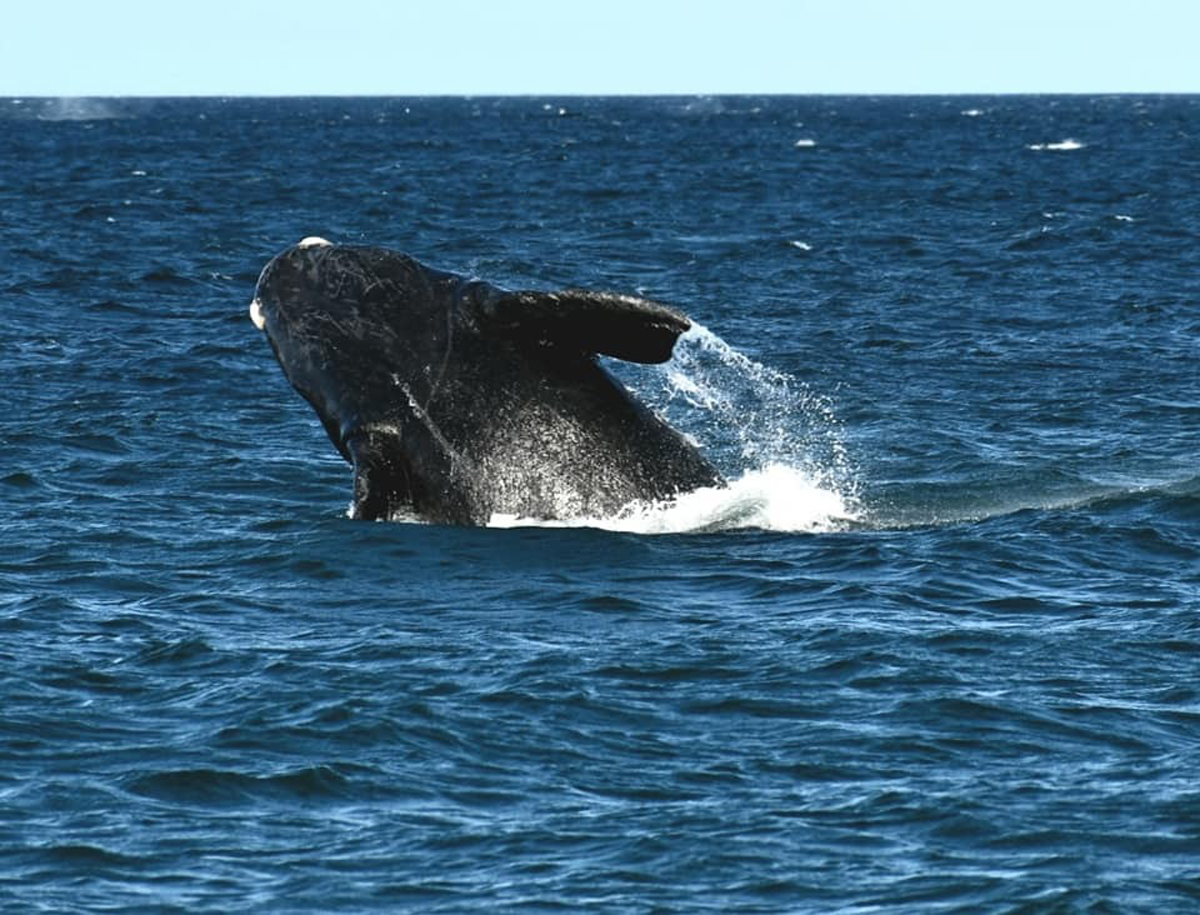 Desde El Doradillo, a 15 km de Puerto Madryn, las ballenas se ven desde la costa. Fotero Patagónico.