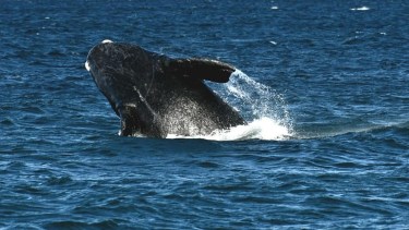 Desde El Doradillo, a 15 km de Puerto Madryn, las ballenas se ven desde la costa. Fotero Patagónico.