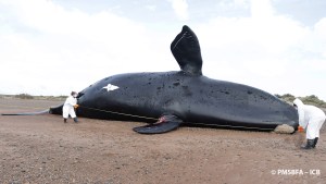 Subió a 30 el número de ballenas halladas muertas en Chubut