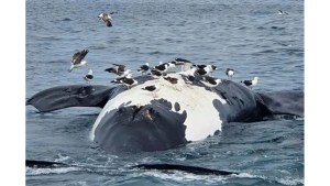 Ya son 10 las ballenas encontradas muertas en Chubut