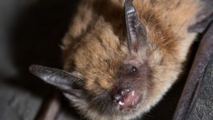 Los murciélagos de la Patagonia no son plagas, ni ciegos ni ratones viejos