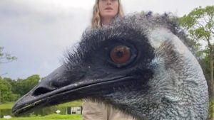 Emmanuel, el emú famoso de TikTok, pelea por su vida