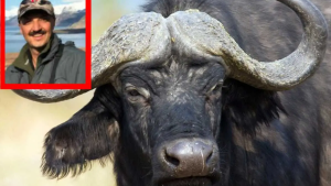 Un búfalo mató al cazador mexicano que le había disparado con un fusil en Entre Ríos