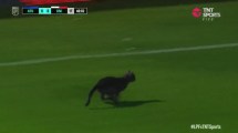 Imagen de Momento Benzema en Tucumán: se metió un gato en la cancha mientras se jugaba el partido