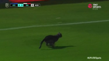 Las cámaras de la transmisión tomaron al gato mientras corría por el césped del Monumental José Fiero. 