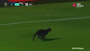 Momento Benzema en Tucumán: se metió un gato en la cancha mientras se jugaba el partido