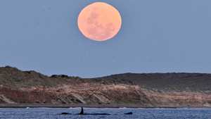 Puerto Madryn: la increíble foto de la ballena y la Luna del cazador que dio la vuelta al mundo