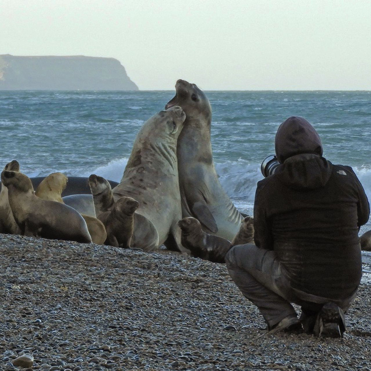 Los lobos marinos son habitantes casi permanentes de la zona de Puerto Madryn, por lo que es posible observarlos durante cualquier época del año.