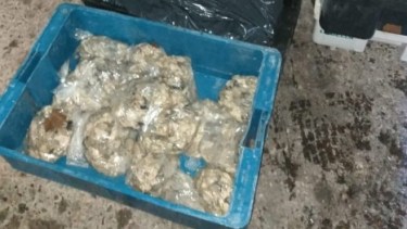 Secuestraron 35 bolsas de ostras en un control policial sobre la Ruta Nacional 22 en Chichinales. Foto Gentileza.