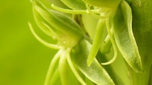 Plantas autóctonas: La orquídea de las mariposas