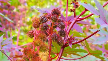 El ricino tiene componentes que se consideran potenciales armas químicas. Son toxinas muy potentes que pueden ser mortales.