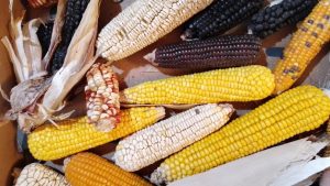 La harina de maíz de la región se produce en Mainqué