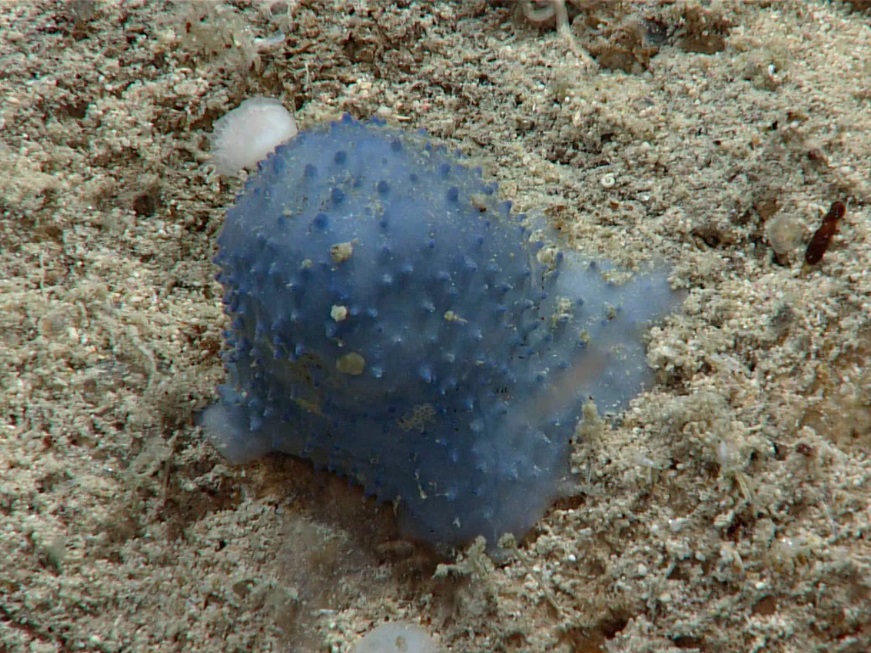 En el caso de estas criaturas, que se encuentran inmóviles en la profundidad del mar, se estima que se trata de una nueva especie de coral.-