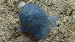 Conocé las extrañas criaturas encontradas bajo el mar, que investigan los científicos