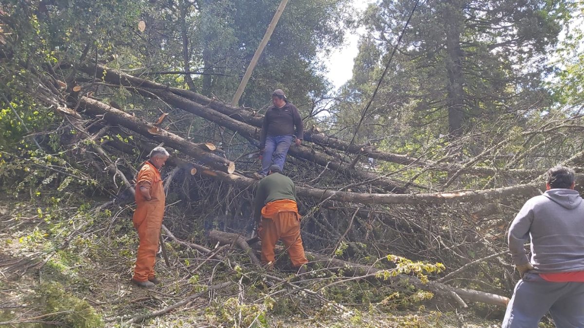 Los vientos intensos causaron esta tarde de jueves la caída de varios árboles y ramas en numerosas zonas de Bariloche. (foto gentileza)