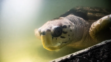 El tortugo Jorge tendrá una readaptación a la vida natural en Mendoza.  Foto: Sitio Andino