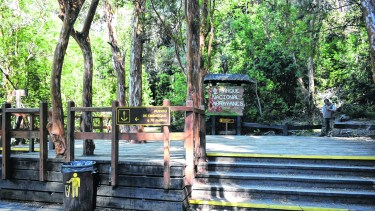 En 1970 se construyó un sendero entablonado para ordenar la circulación turística y evitar “el pisoteo” de renovales y brotes. Foto: gentileza
