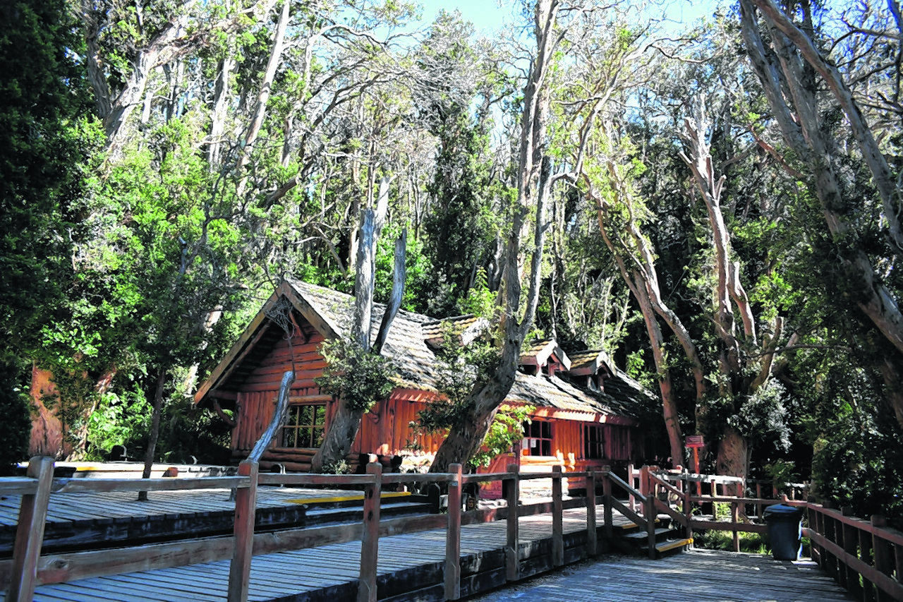 Tras el decaimiento, el Bosque de Arrayanes se renueva - Diario Río Negro