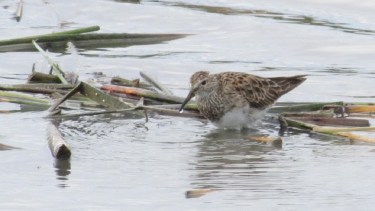 El Playerito Pectoral es la nueva especie que se sumó a la laguna San Lorenzo. (Facebook).-