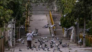 Advierten que la enfermedad de las «palomas zombies» podría haber llegado a España