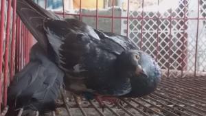 Europa en alerta por la aparición de un virus que convierte a las palomas en «zombies»
