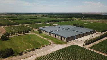 El desarrollo de las mayores plantaciones de vides de la provincia de Neuquén se produjo entre el 2001 y 2005 en las zonas de San Patricio del Chañar y Añelo. Foto: Bodega Fin del Mundo.