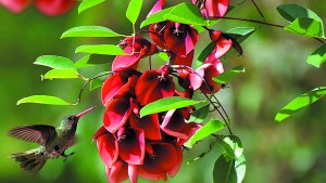 El ceibo, la flor más bella que puede embellecer nuestros jardines