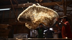 Claves para asegurar el rinde y la calidad de la fibra