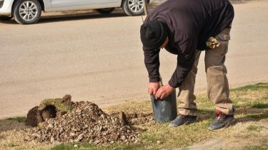 Indignación en Cinco Saltos: robaron rosales en la plaza principal y acusan a una vecina