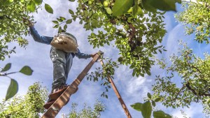 Turismo de cercanía: Así podés disfrutar en Allen el fin de semana largo y todo el mes