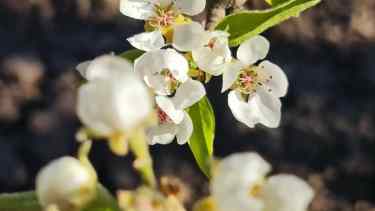 El próximo jueves 24 de noviembre se realizará el lanzamiento de la Pera de Plata. Fotos: Turismo Allen.