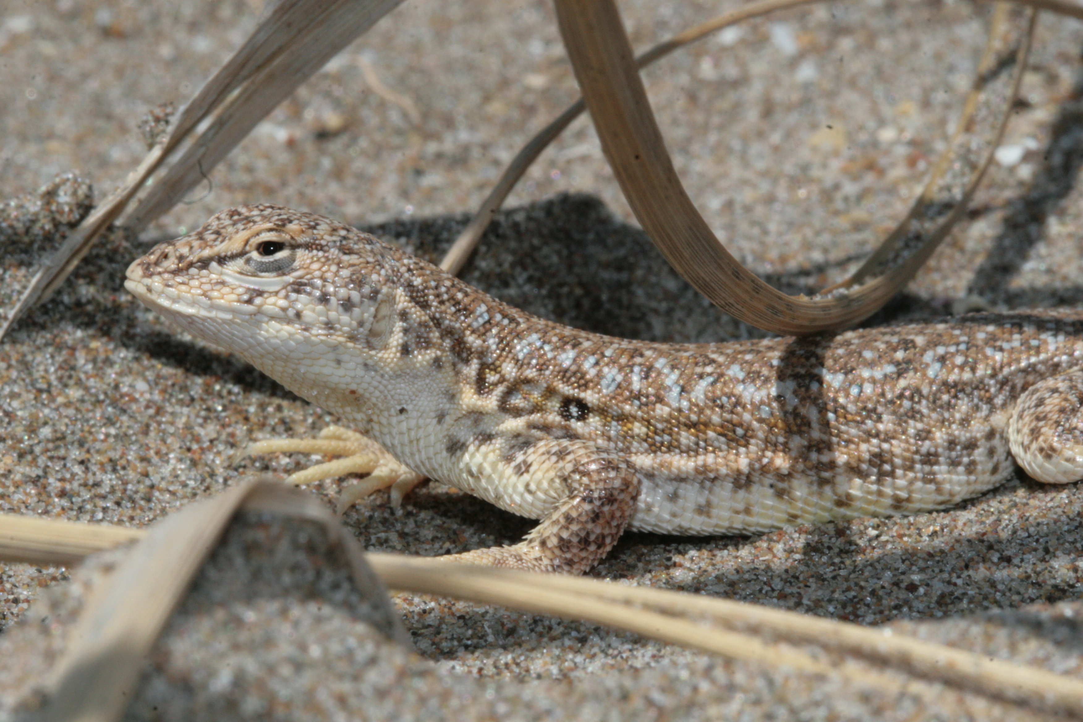 La lagartija de las dunas o de los médanos es un animal único que vive en playas de las provincias de Buenos Aires y Río Negro (Crédito de la foto: Hernán Povedano).