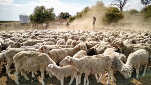 Una apuesta a la producción de carnes en la Patagonia