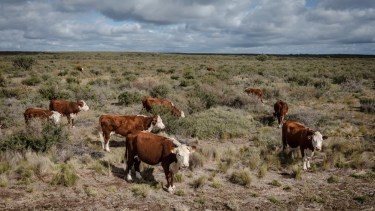 Los productores de la región estará representados por las entidades rurales nacionales. Archivo
